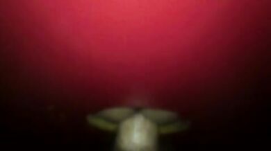 Sesso anale nel glory hole