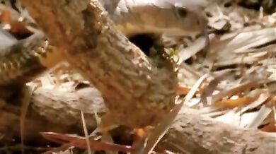 Maschi orientali succhia cazzi