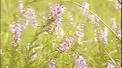 Gay arrapati nel bosco