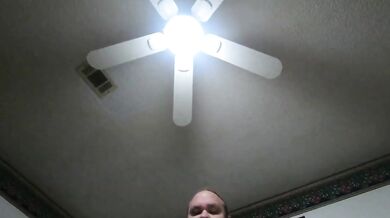 Inculato da grande orso peloso