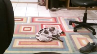 Vecchio grasso si spoglia in cam