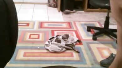 Vecchio grasso si spoglia in cam