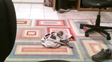 Vecchio grasso si spoglia in cam