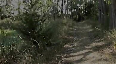 Scopata tra maialoni filippini