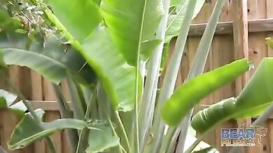 Grassoni gay inculata