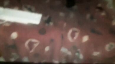 Grossi cazzi latini senza preservativo nel cappuccio