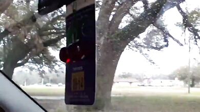 Orso che si masturba sul ciglio della strada dopo la lezione