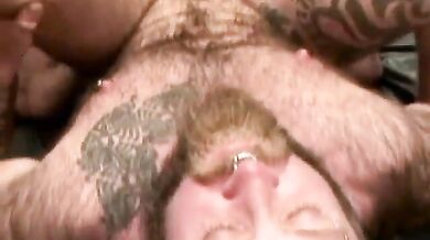 Orsi pelosi si lanciano e scopano